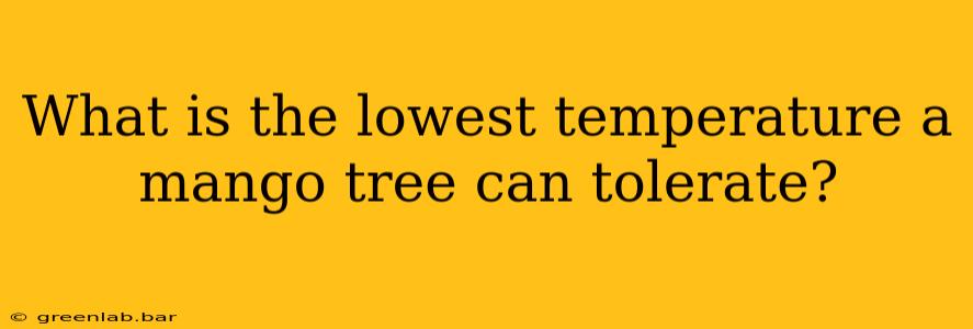 What is the lowest temperature a mango tree can tolerate?