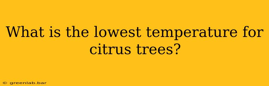 What is the lowest temperature for citrus trees?