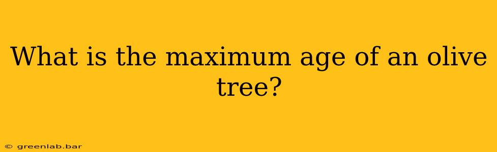 What is the maximum age of an olive tree?