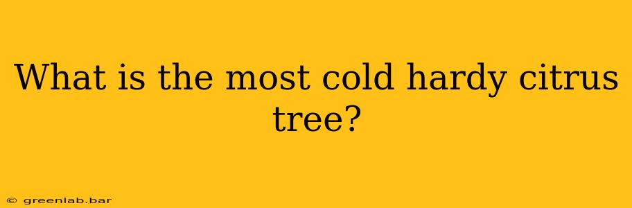 What is the most cold hardy citrus tree?