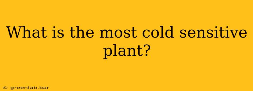 What is the most cold sensitive plant?