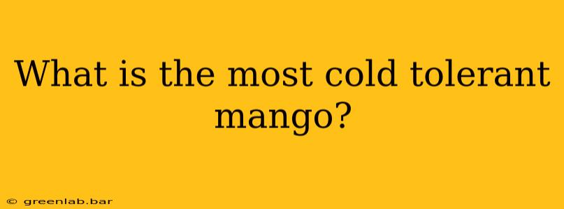 What is the most cold tolerant mango?