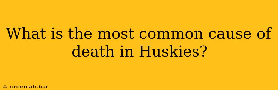 What is the most common cause of death in Huskies?