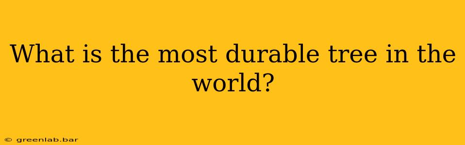 What is the most durable tree in the world?