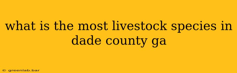 what is the most livestock species in dade county ga