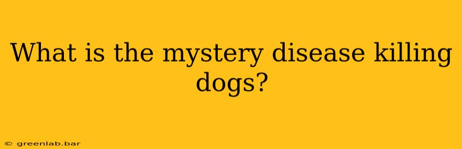 What is the mystery disease killing dogs?