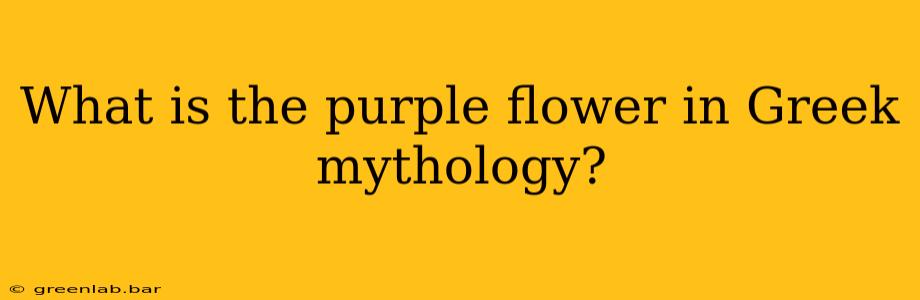 What is the purple flower in Greek mythology?