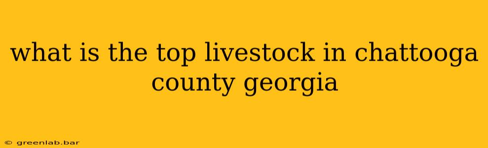 what is the top livestock in chattooga county georgia