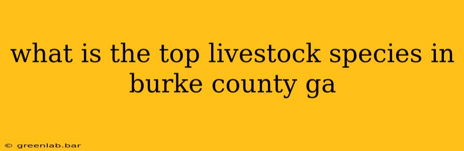 what is the top livestock species in burke county ga