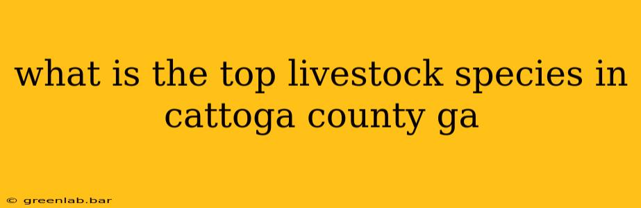 what is the top livestock species in cattoga county ga