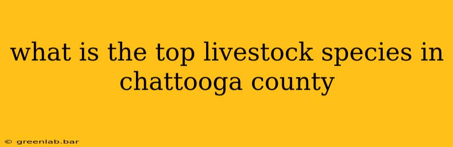 what is the top livestock species in chattooga county