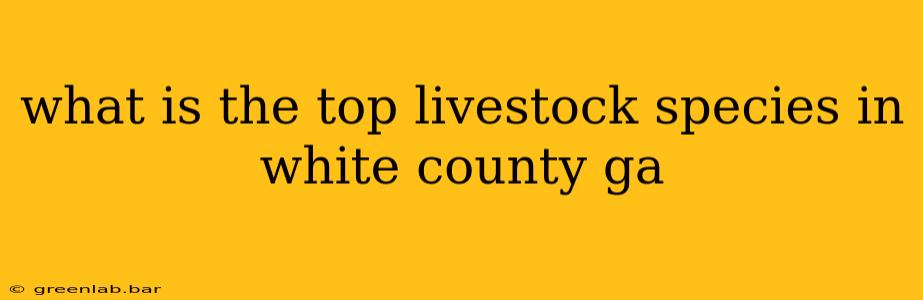 what is the top livestock species in white county ga