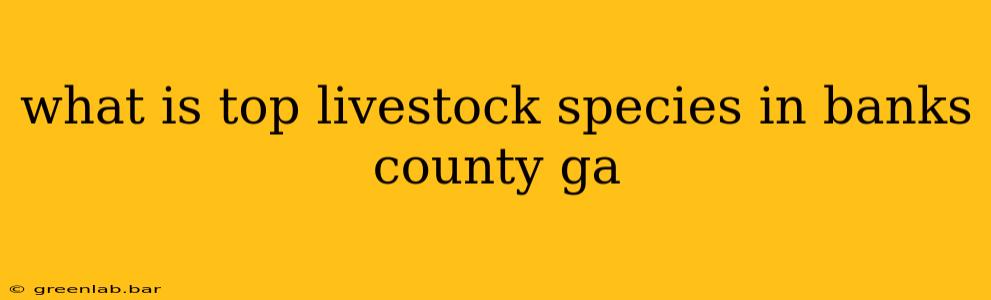 what is top livestock species in banks county ga