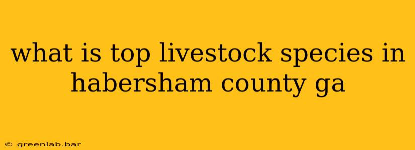 what is top livestock species in habersham county ga