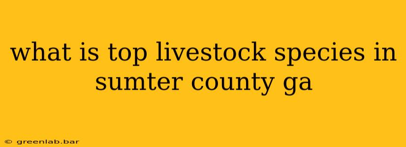 what is top livestock species in sumter county ga