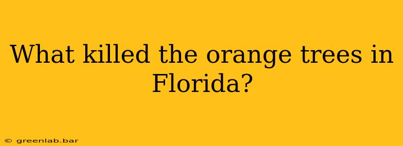 What killed the orange trees in Florida?