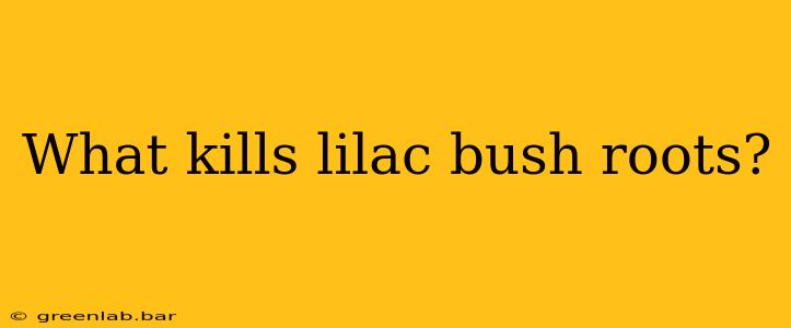 What kills lilac bush roots?