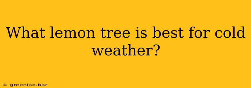 What lemon tree is best for cold weather?