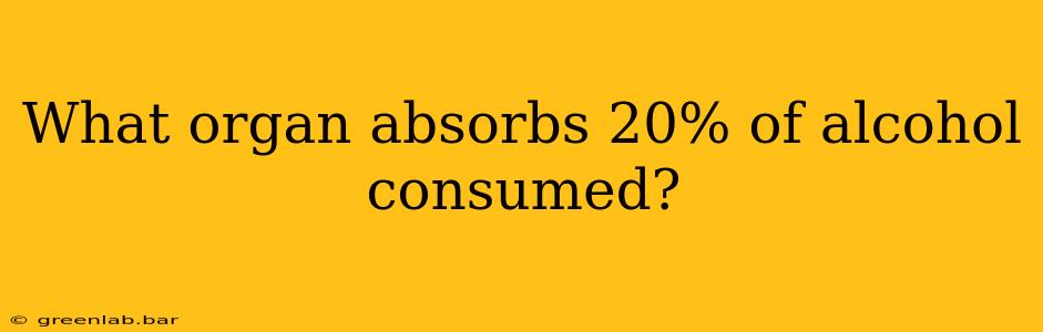 What organ absorbs 20% of alcohol consumed?