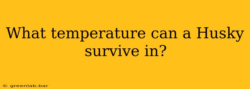 What temperature can a Husky survive in?