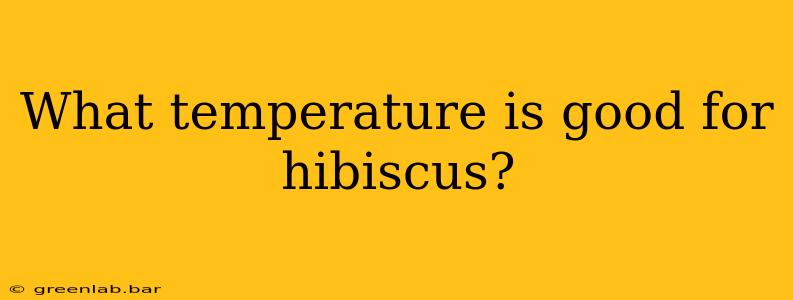 What temperature is good for hibiscus?