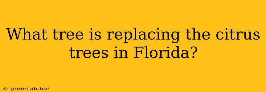 What tree is replacing the citrus trees in Florida?