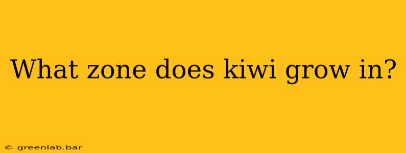 What zone does kiwi grow in?