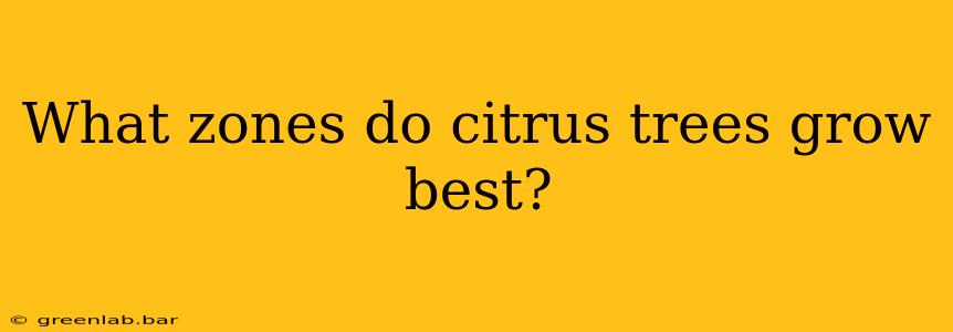 What zones do citrus trees grow best?