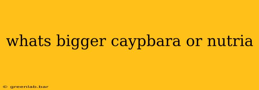 whats bigger caypbara or nutria