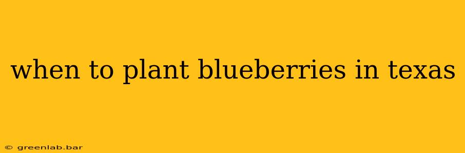 when to plant blueberries in texas