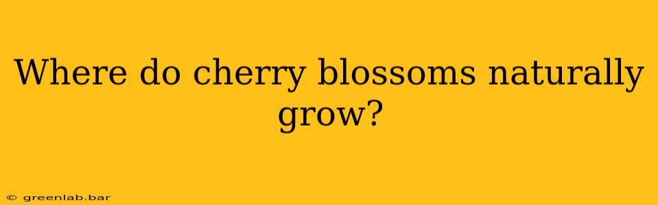 Where do cherry blossoms naturally grow?