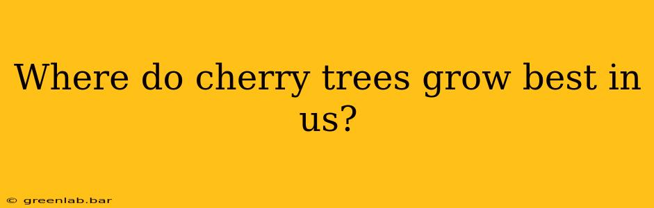 Where do cherry trees grow best in us?