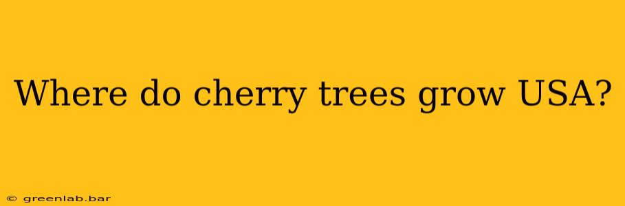 Where do cherry trees grow USA?