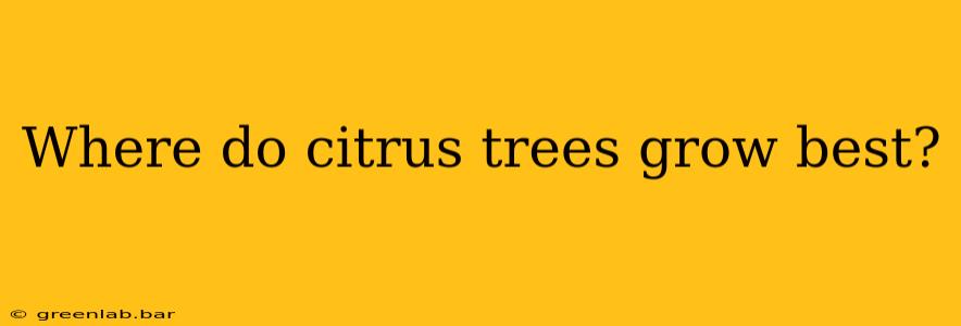 Where do citrus trees grow best?