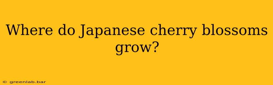 Where do Japanese cherry blossoms grow?