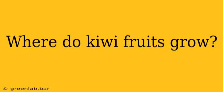 Where do kiwi fruits grow?