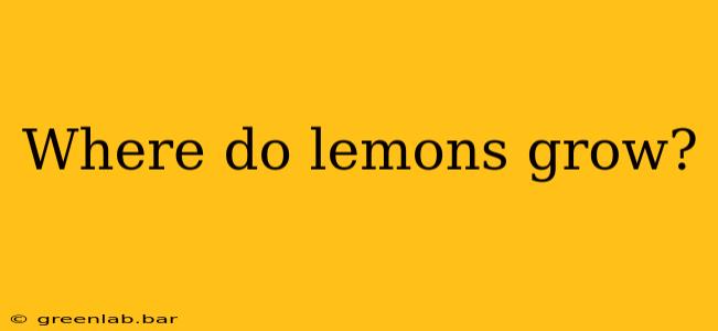 Where do lemons grow?