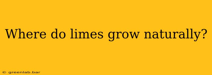 Where do limes grow naturally?