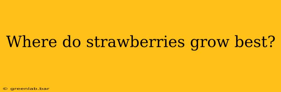 Where do strawberries grow best?