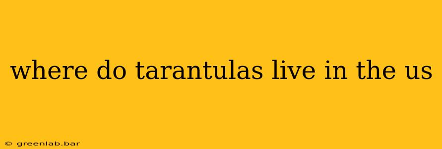 where do tarantulas live in the us