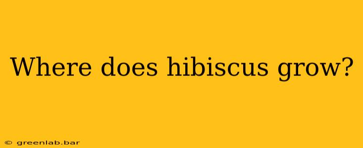 Where does hibiscus grow?