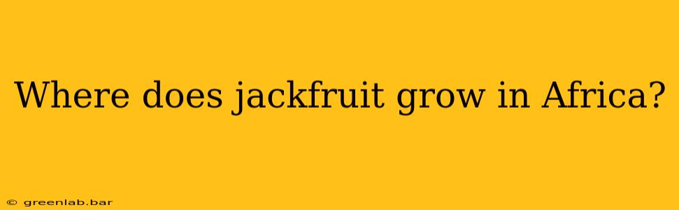 Where does jackfruit grow in Africa?