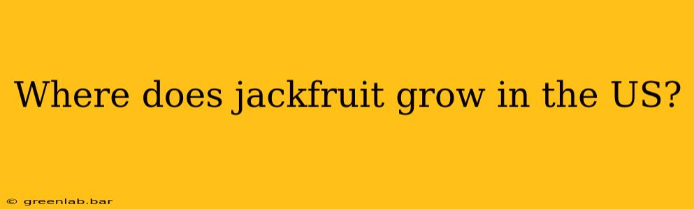 Where does jackfruit grow in the US?