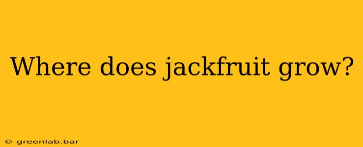 Where does jackfruit grow?