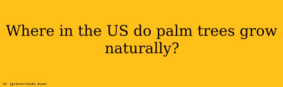 Where in the US do palm trees grow naturally?