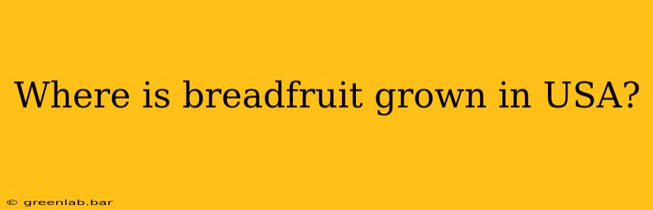 Where is breadfruit grown in USA?