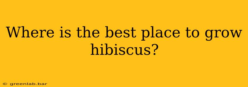 Where is the best place to grow hibiscus?