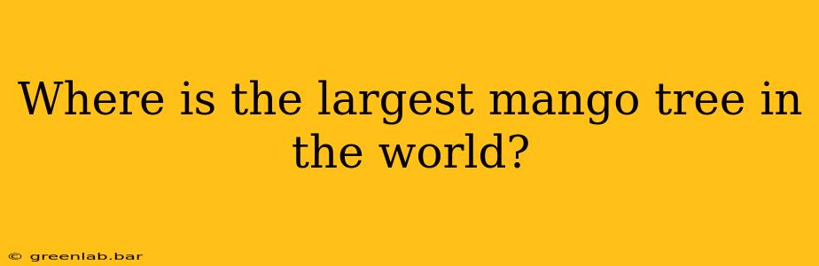 Where is the largest mango tree in the world?