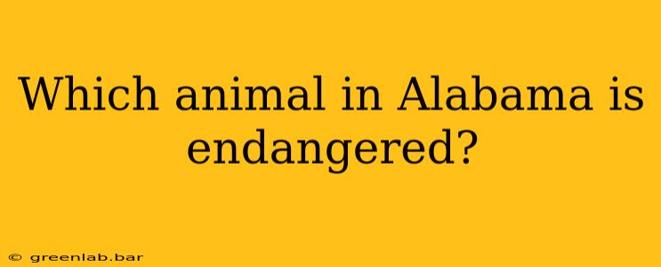 Which animal in Alabama is endangered?