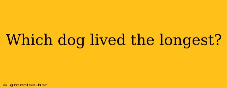 Which dog lived the longest?